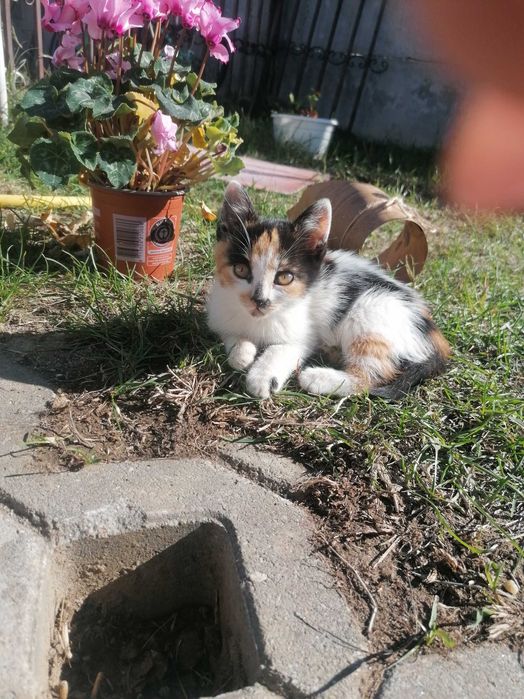 Donez 4 pisoiasi, 2 cotoi si o pisica de 2 ani