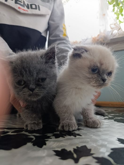 Продаётся котята породистые