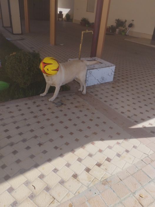 Лабрадор кучук  оргатилган