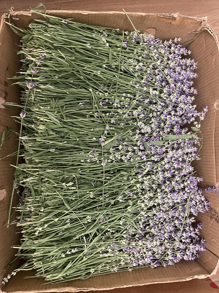 Vand floare de lavanda pt distilat