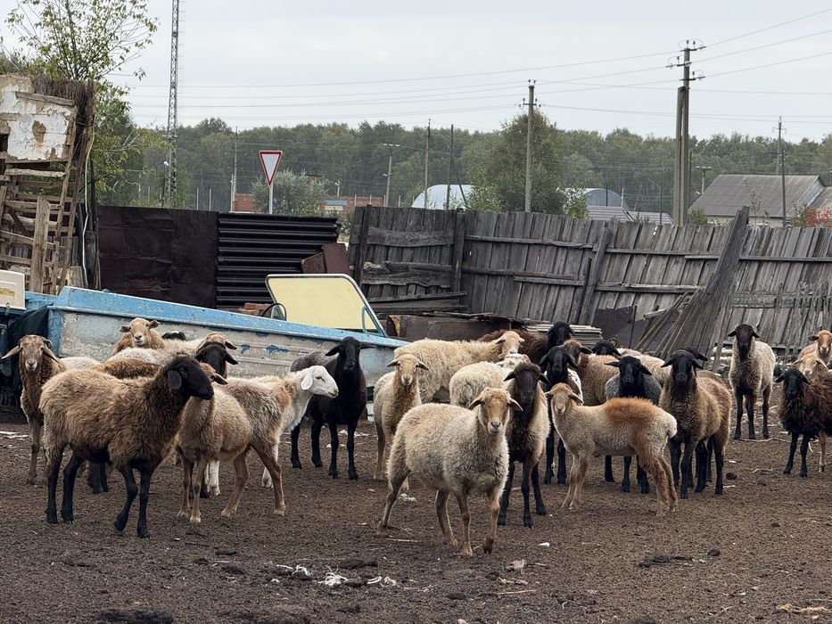 Продам баранов молодых  !!!не оптом!!! На согым