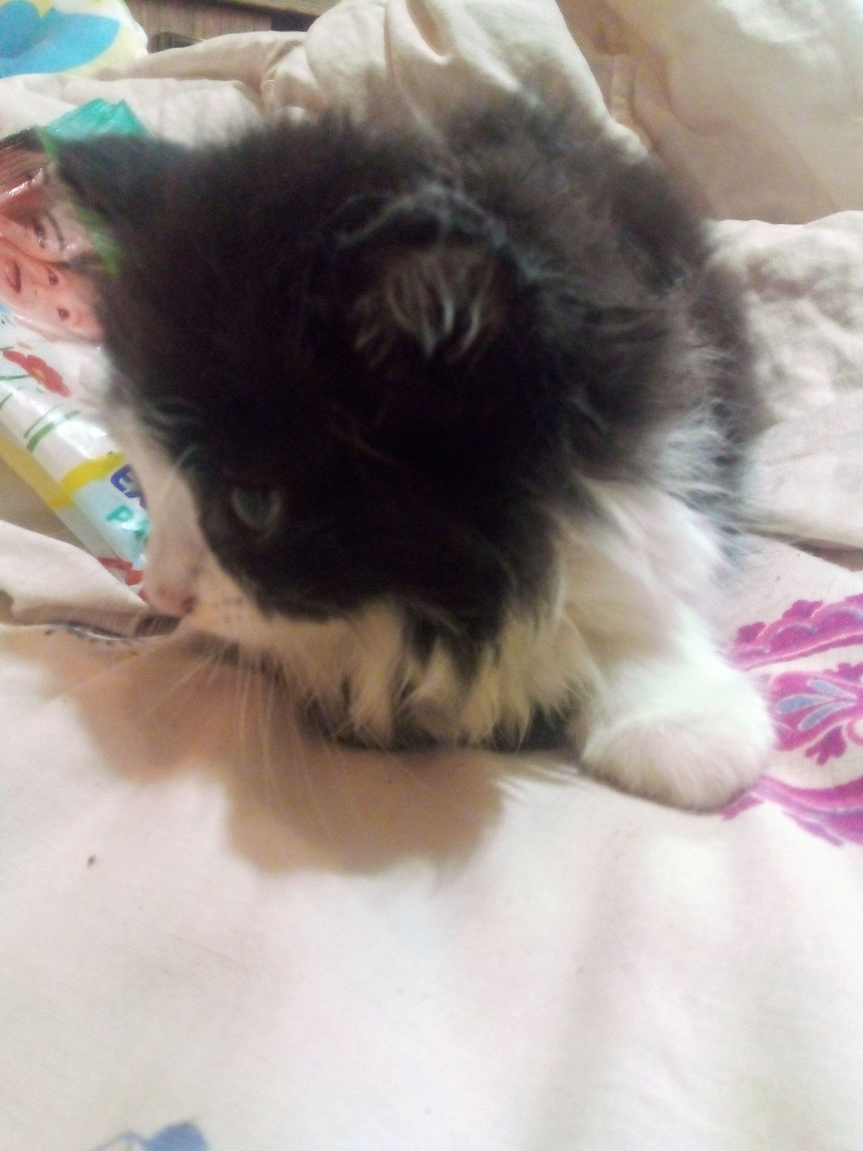 Котенок 2х месяцев