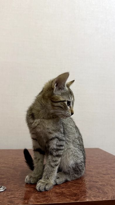 Котенок.  Мушукча