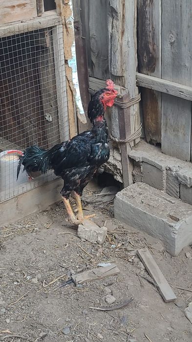 Чолпан дакан петух