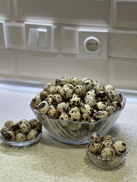 damashni bedana tuzumlari