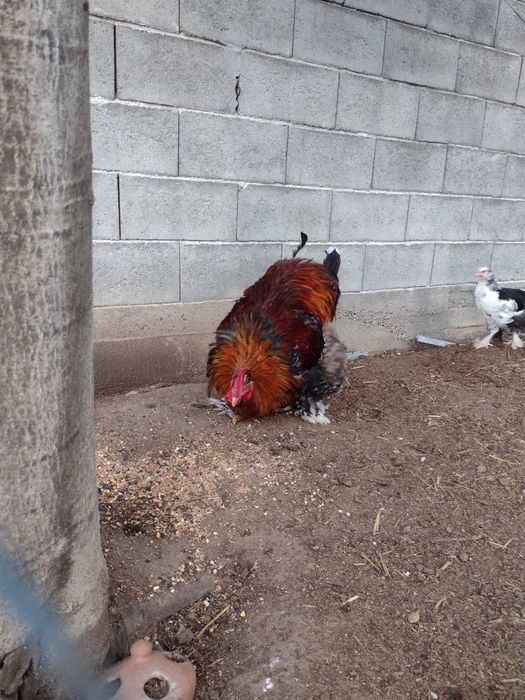 Петел порода кохин