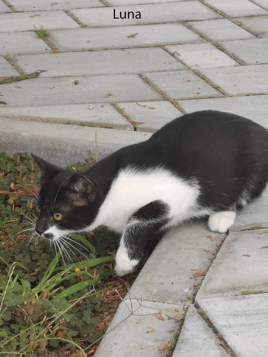 Donez pui pisica in Arges, Adoptie pisici Arges