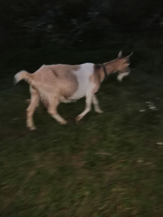 Vand capra zanen buna de lapte la a 3 fătare