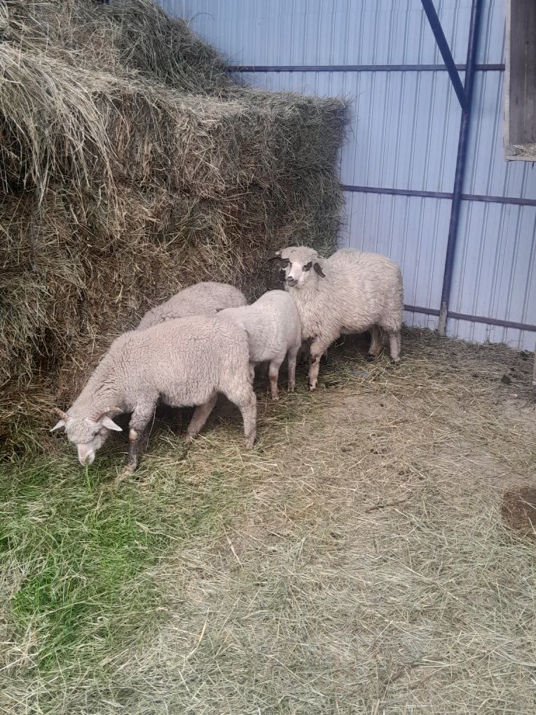 Vand sau schimb 4 berbecuti și o mioara