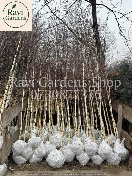 Plante Foioase de Calitate Extra | Plată La Livrare | ZERO RISC