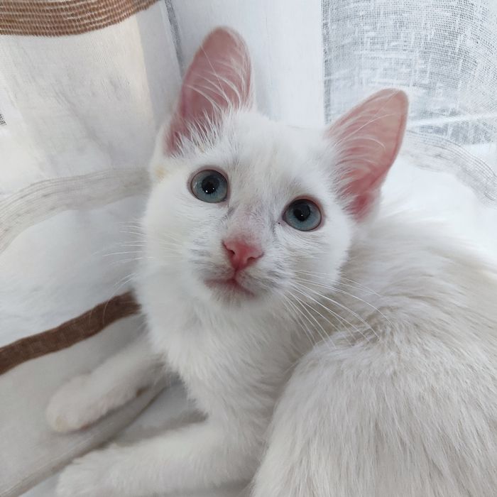 Белый домашний котёнок.Мама породы Сноу Шу.