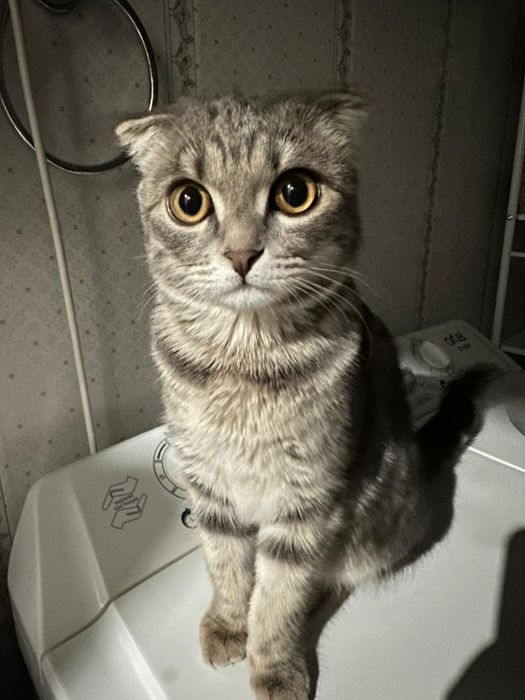 Кот для вязки (скотш- фолд)