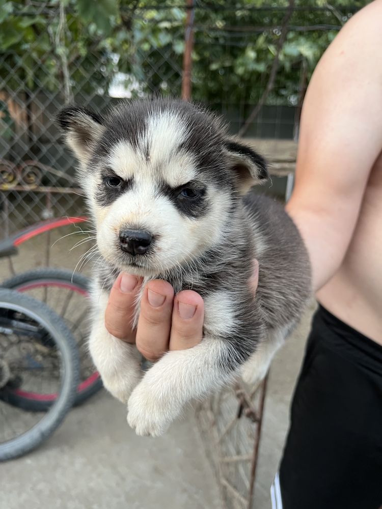 Vând Husky Siberian