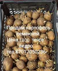 Продам  картошку