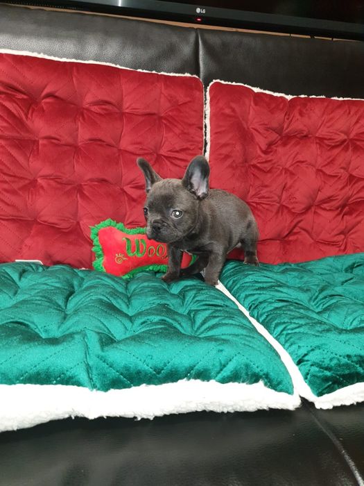 Bulldog francez blue mascul