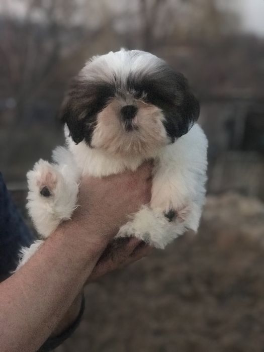 Красивые щенки Ши-тцу. Шитцу