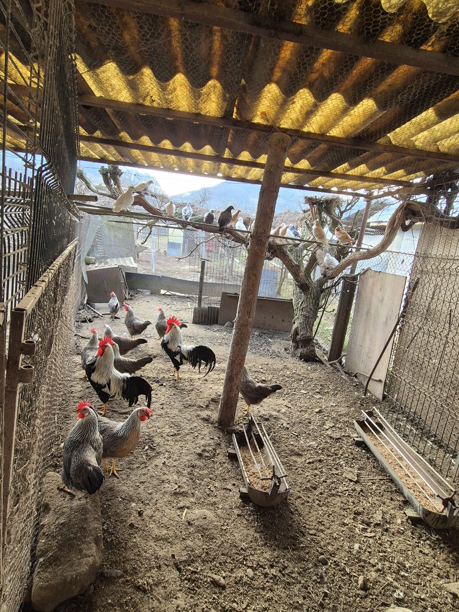 Oua de la gaini italiene si leghorn alb pt incubat.
