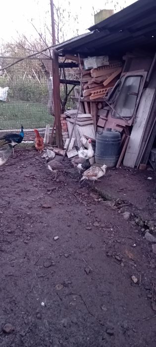 Vând Păuni  Comuni