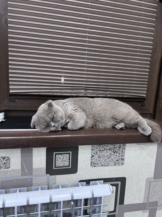 Shatlandski fold 1yosh qiz soglom