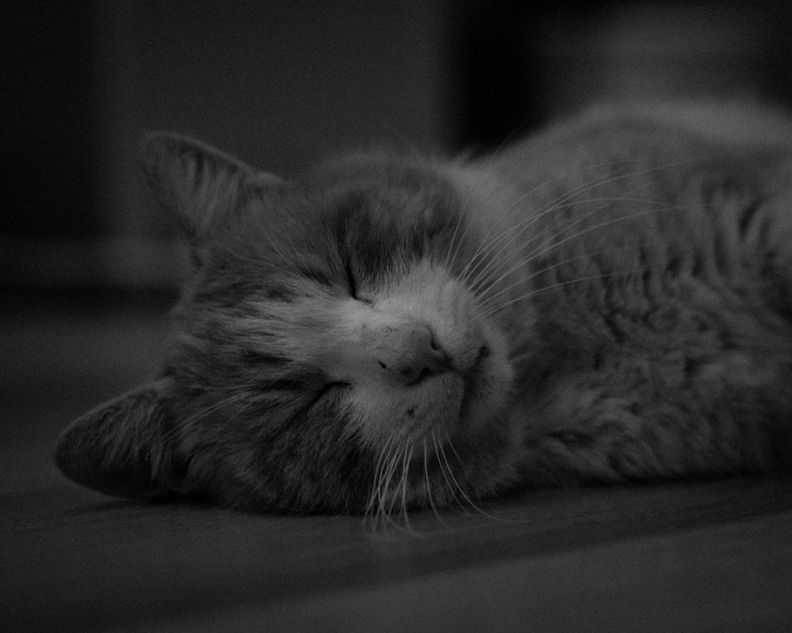 Obiectiv Sony 50mm F/1.8 Full Frame