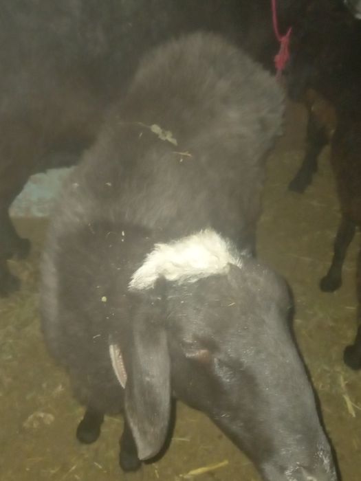 Bugoz quylar  sotiladi