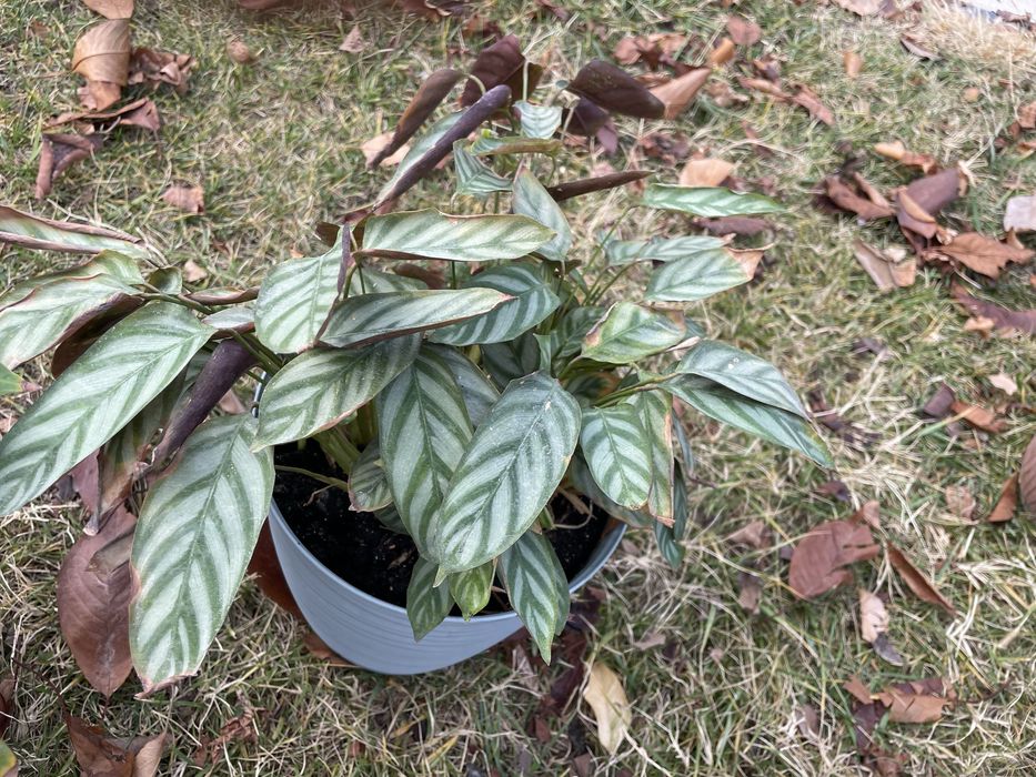 Цветы комнатные