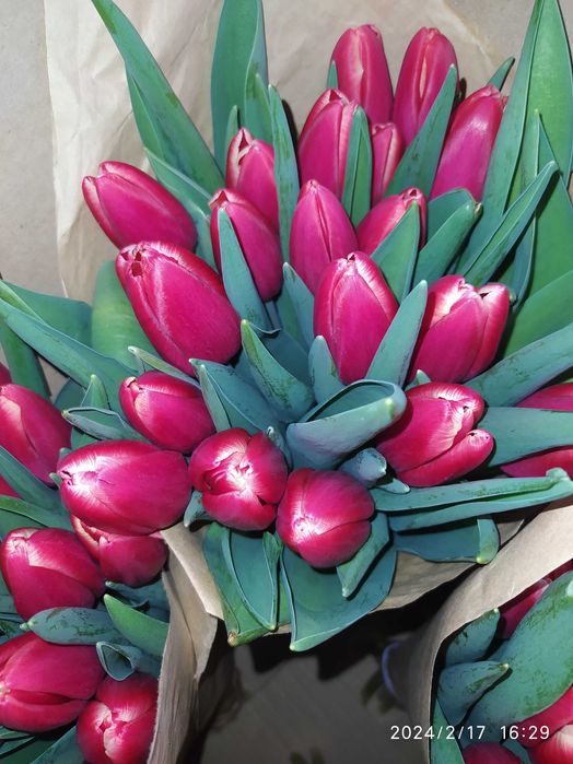 Продам тюльпаны к 8 марта.