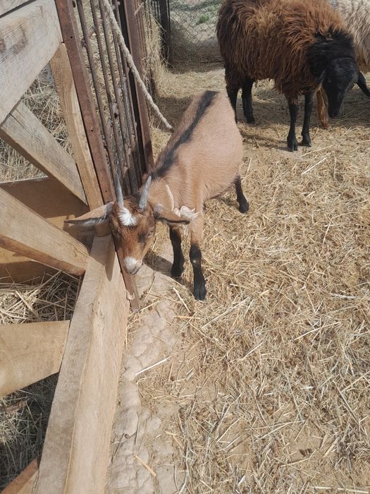 Алфи шыбыш сатылады бағасы 50 мың