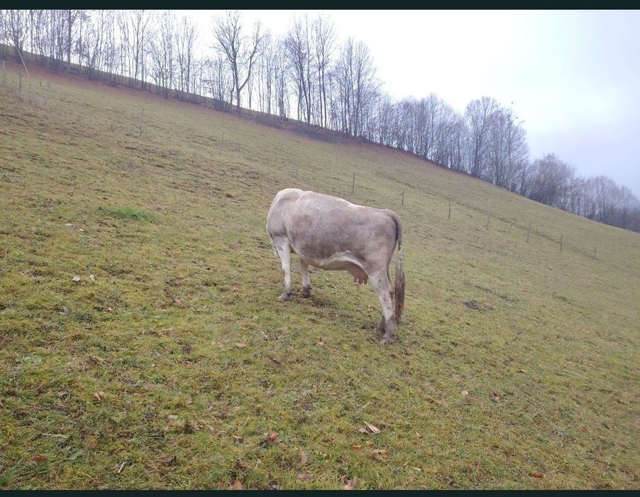 Vând vacă de 6 ani