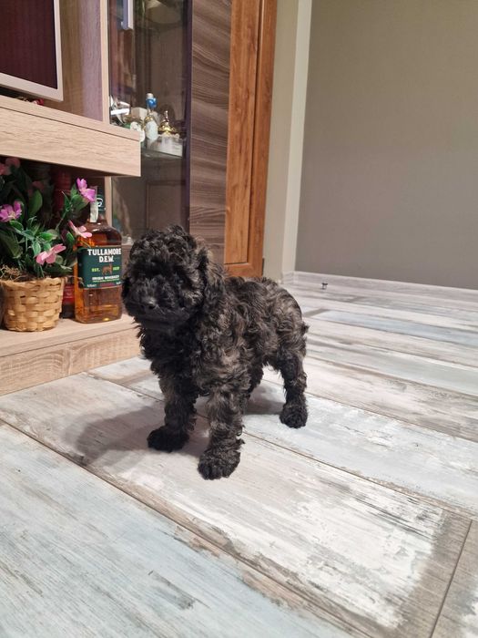 Пудел мини момче