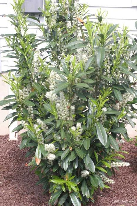 Prunus laur englezesc Caucasica rotundifolia Novita