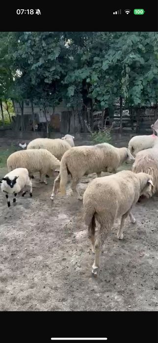 vand oi tinere si frumoase!