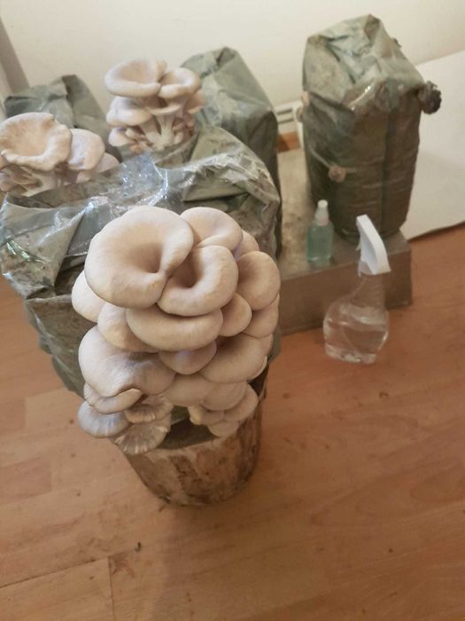 Saculeti gata pregatiti  pentru Pleurotus