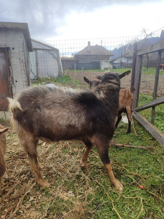 Vând un țap și o capra