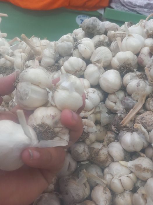 Usturoi de pus în pământ