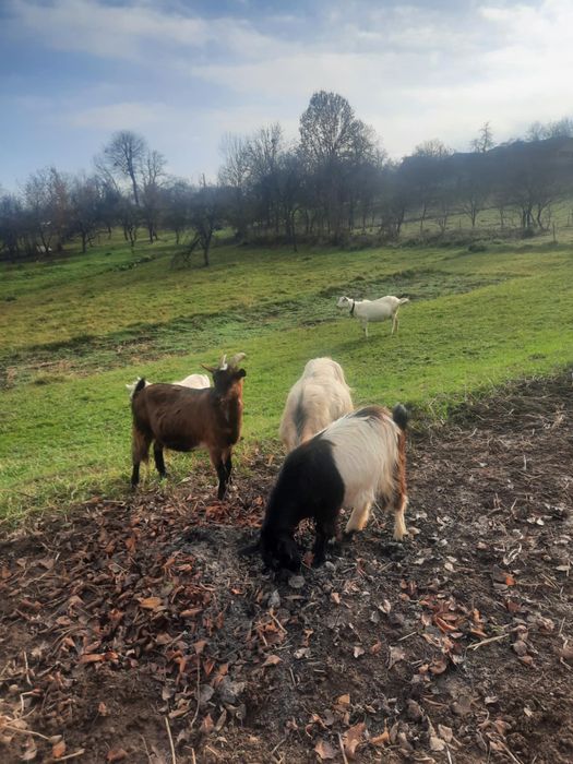 Capre si iede de vanzare!