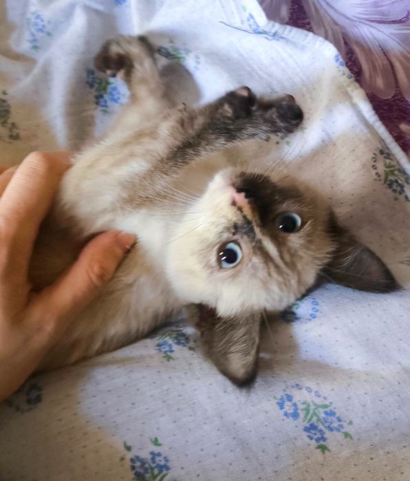 Сиамский котенок девочка очень ласковая