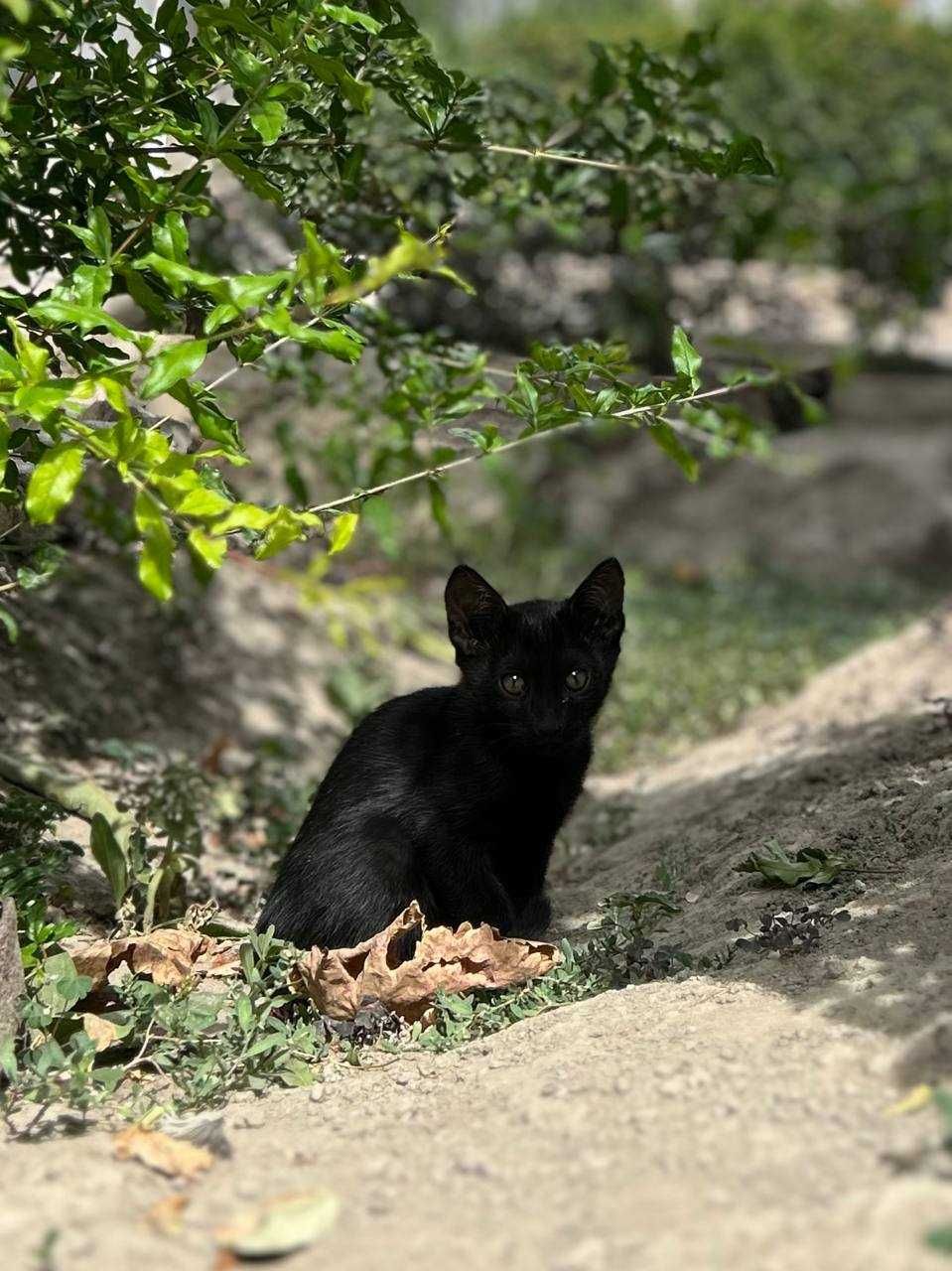 Отдам котенка в хорошие руки бесплатно