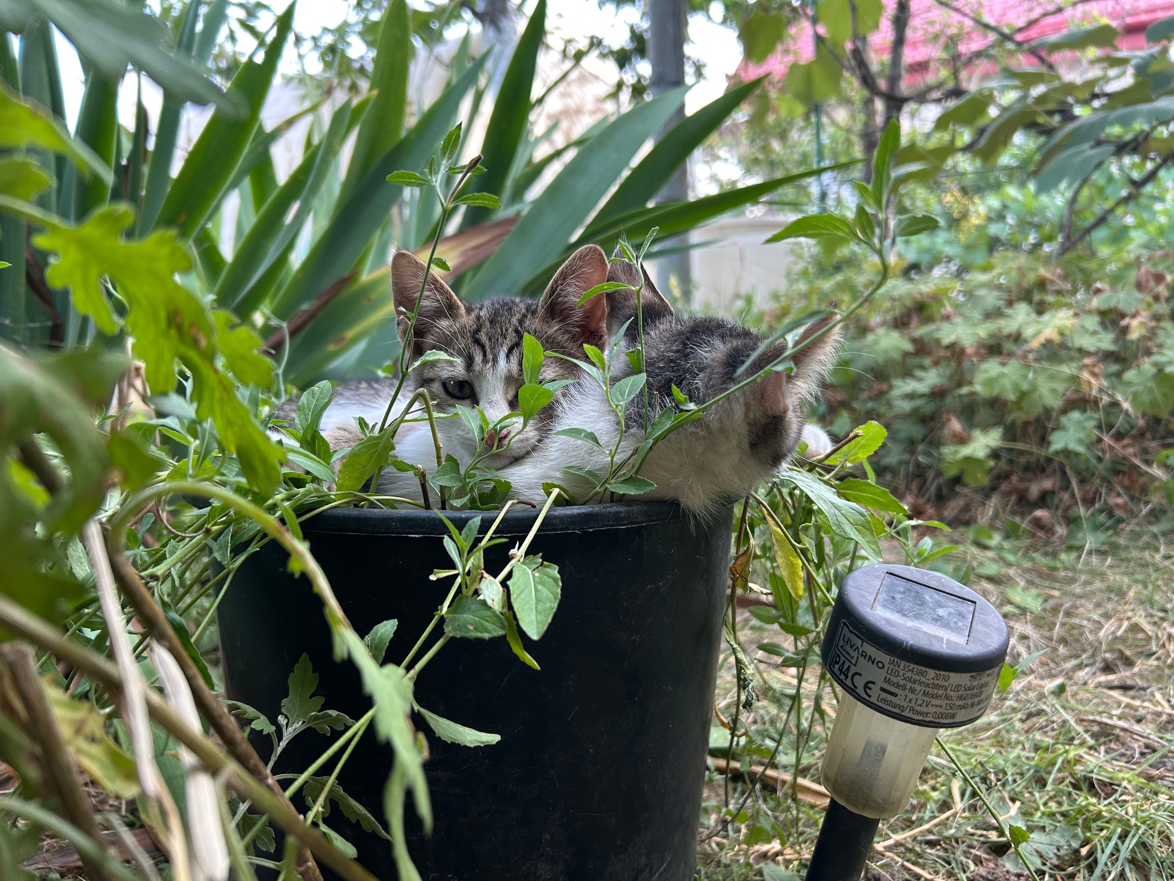 Подарявам котета.