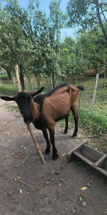 Capra Alpin francez fara coarne