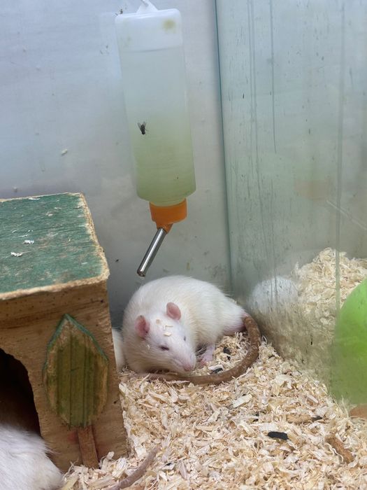 Бели плъхове мъжки и женски