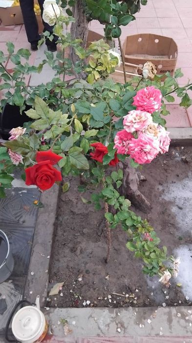 Metrofka gul sotiladi