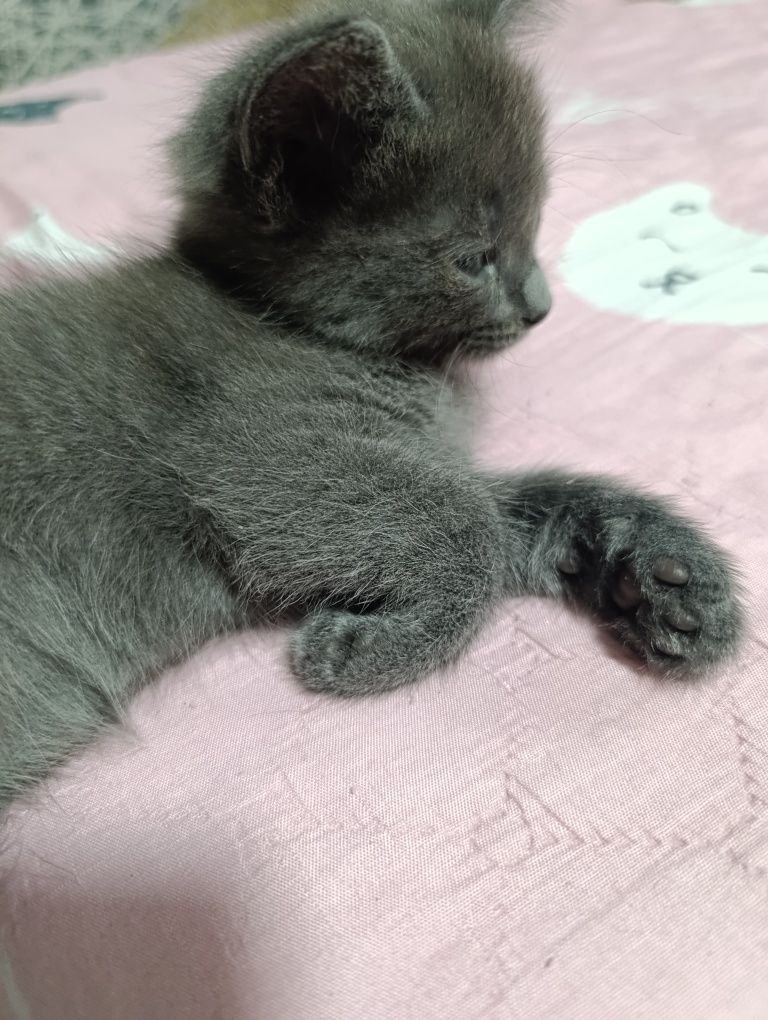 Ласковый котенок