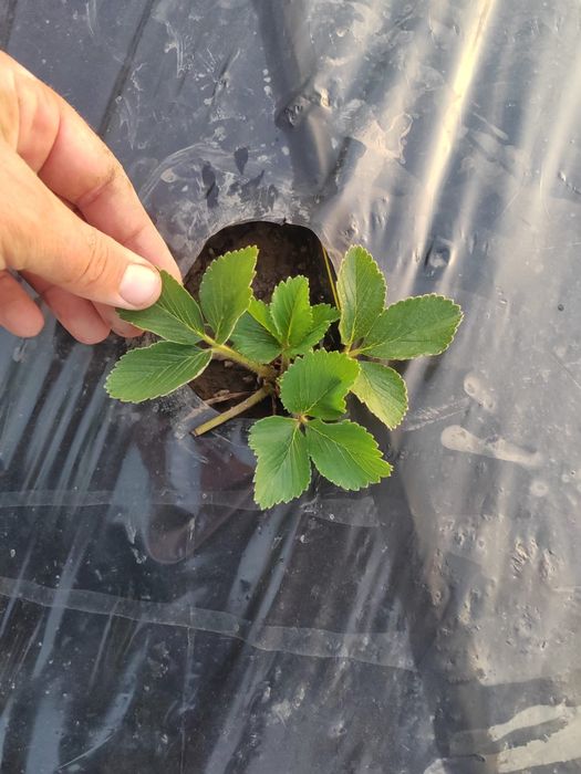 Vand stoloni de capsuni