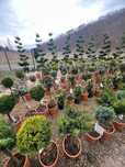 Tuia, Leylandii, Magnolia – livrare rapidă
