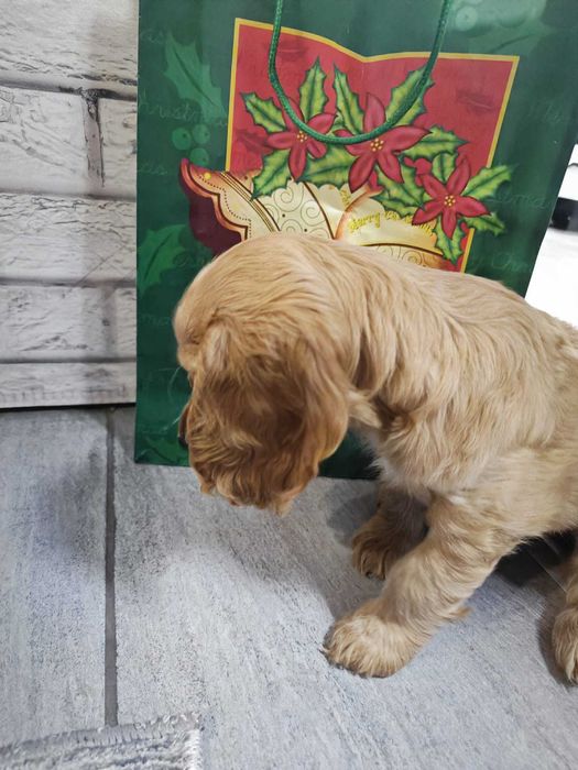 продавам кокер шпаньол – перфектно кутренце с пълен комплект!