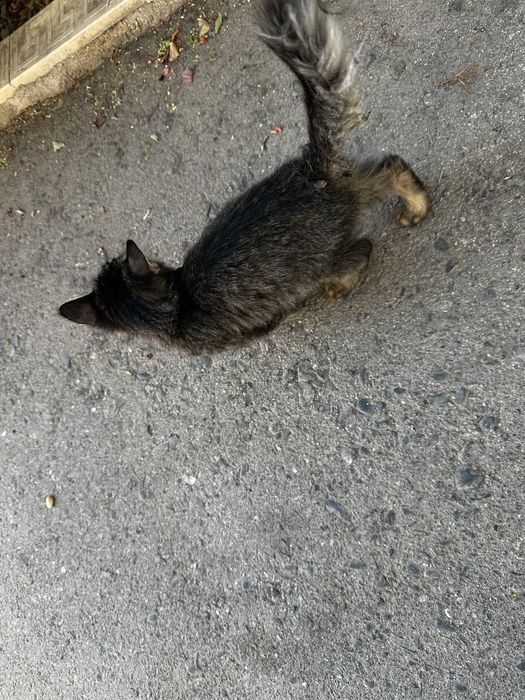 Котята,  две девочки в добрые руки