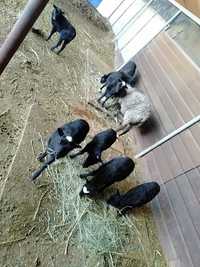 Продам овец Романовской породы и ягнят