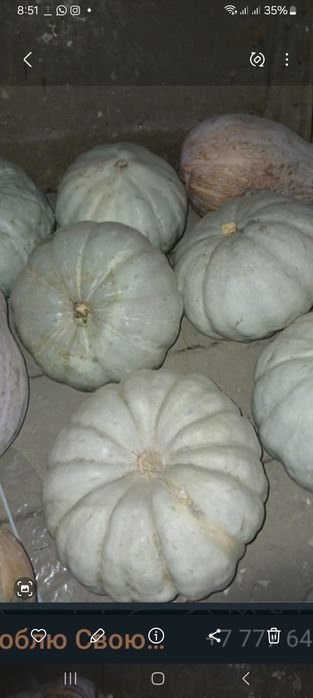 Продам тыкву сладкая