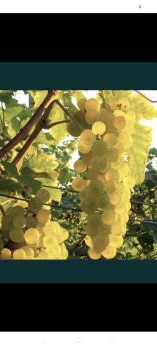 Vindem struguri de vin cu transport gratuit la domiciliu clientului